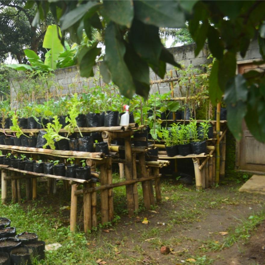 Pemanfaatan Lahan Pekarangan Untuk Ketahanan Pangan